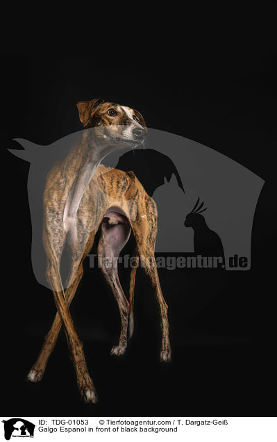 Galgo Espanol vor schwarzem Hintergrund / Galgo Espanol in front of black background / TDG-01053