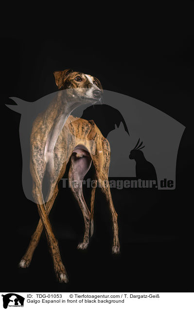 Galgo Espanol in front of black background / TDG-01053