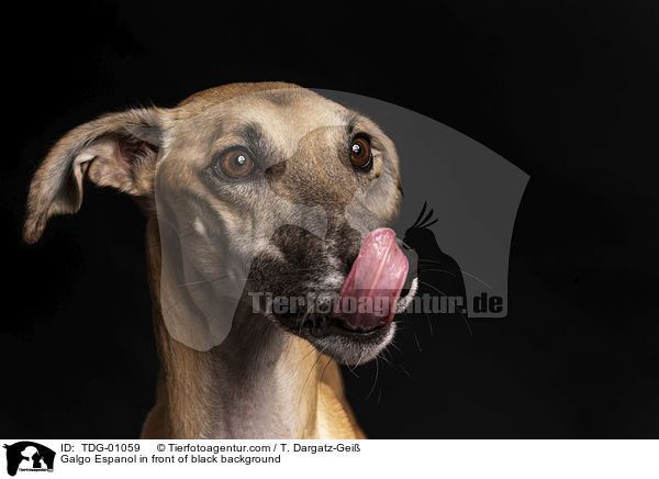 Galgo Espanol vor schwarzem Hintergrund / Galgo Espanol in front of black background / TDG-01059