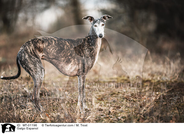 Galgo Espanol / MT-01196