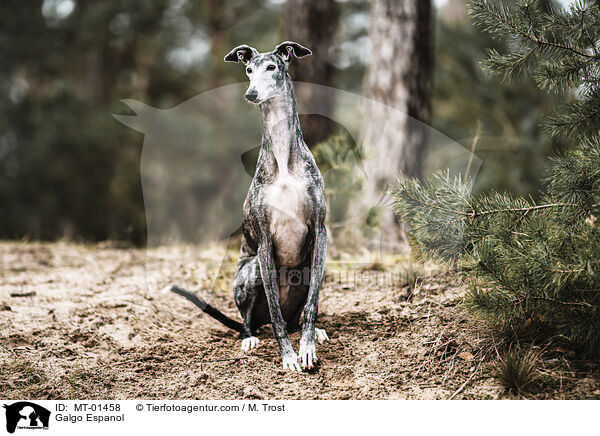 Galgo Espanol / Galgo Espanol / MT-01458