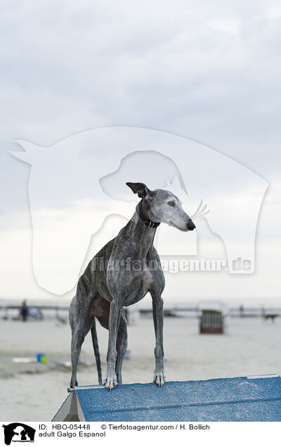 erwachsener Galgo Espanol / adult Galgo Espanol / HBO-05448