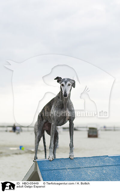 erwachsener Galgo Espanol / adult Galgo Espanol / HBO-05449