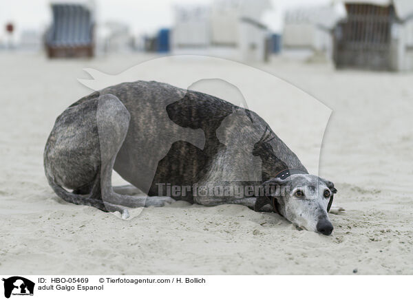 erwachsener Galgo Espanol / adult Galgo Espanol / HBO-05469