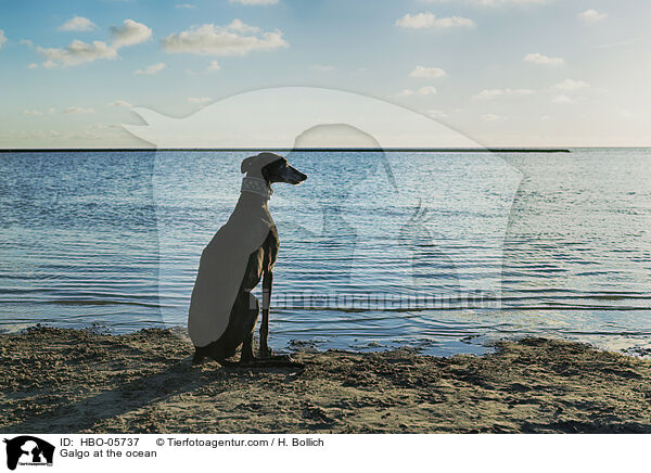 Galgo am Meer / Galgo at the ocean / HBO-05737