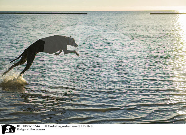 Galgo am Meer / Galgo at the ocean / HBO-05744