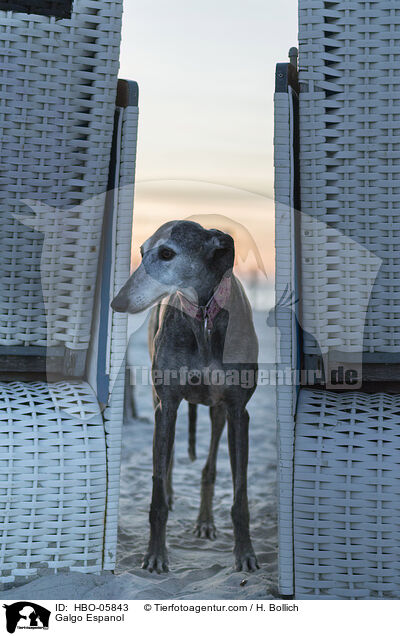 Galgo Espanol / Galgo Espanol / HBO-05843