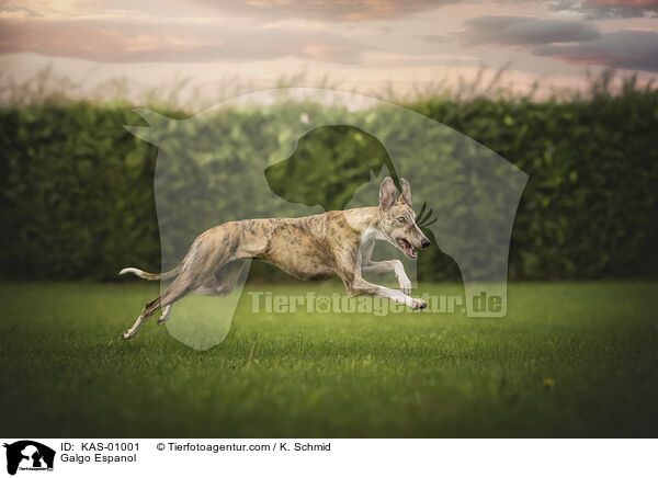 Galgo Espanol / Galgo Espanol / KAS-01001