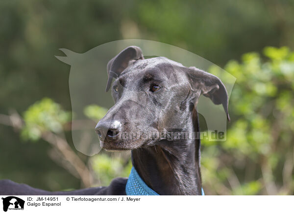 Galgo Espanol / Galgo Espanol / JM-14951