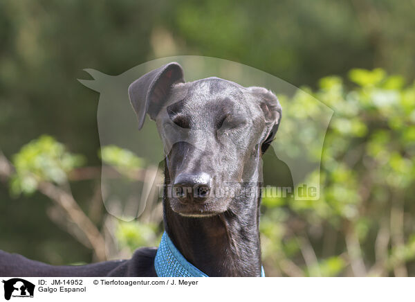 Galgo Espanol / Galgo Espanol / JM-14952