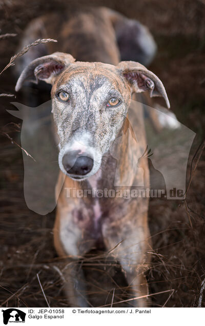 Galgo Espanol / Galgo Espanol / JEP-01058