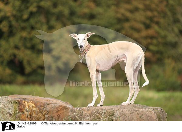 Galgo / Galgo / KB-12899