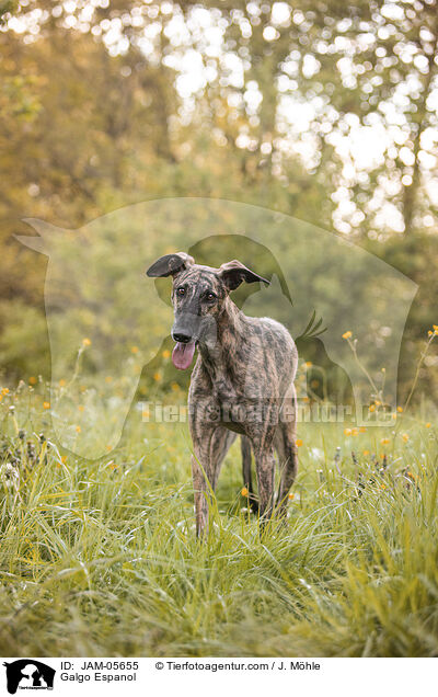 Galgo Espanol / Galgo Espanol / JAM-05655