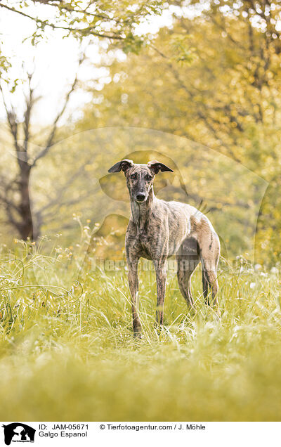 Galgo Espanol / Galgo Espanol / JAM-05671