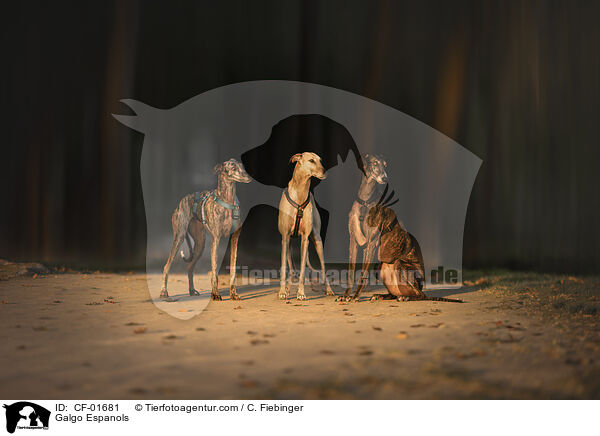 Galgo Espanols / Galgo Espanols / CF-01681