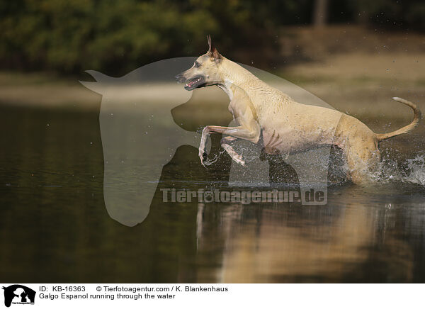 Galgo Espanol rennt durchs Wasser / Galgo Espanol running through the water / KB-16363