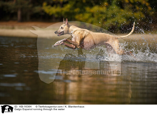 Galgo Espanol rennt durchs Wasser / Galgo Espanol running through the water / KB-16364