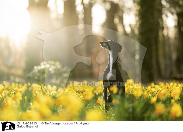 Galgo Espanol / Galgo Espanol / AH-08913