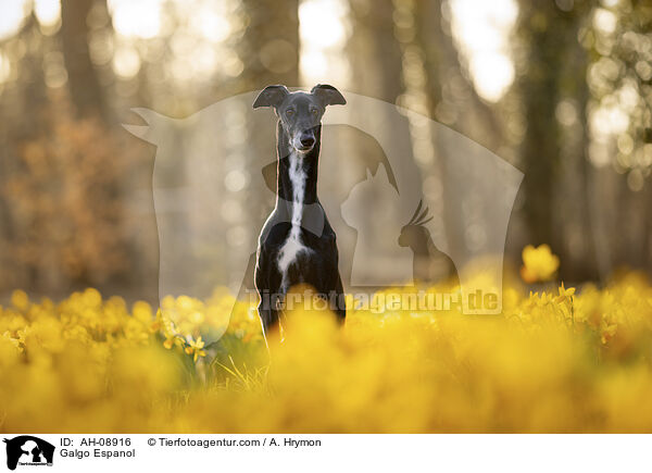 Galgo Espanol / Galgo Espanol / AH-08916