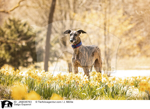 Galgo Espanol / Galgo Espanol / JAM-06763