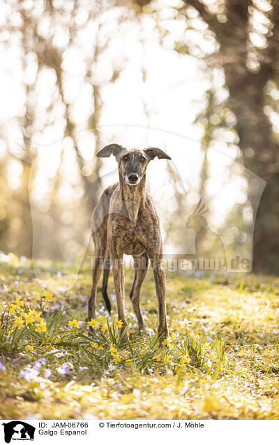 Galgo Espanol / Galgo Espanol / JAM-06766