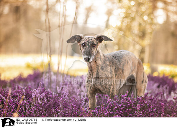 Galgo Espanol / Galgo Espanol / JAM-06768