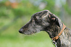 Galgo Espanol