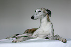 lying Galgo Espanol