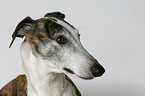 Galgo Espanol Portrait