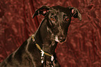 Galgo Espanol Portrait