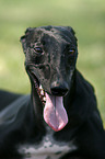 Galgo Espanol Portrait