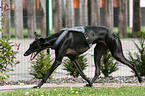 running Galgo Espanol