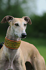 Galgo Espanol Portrait