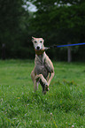 running Galgo Espanol