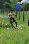 running Galgo Espanol