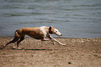 running Galgo Espanol