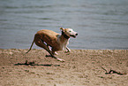 running Galgo Espanol