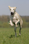 running Galgo Espanol