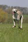 running Galgo Espanol