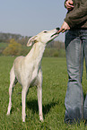 feeding a Galgo Espanol