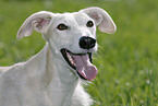 Galgo Espanol Portrait