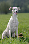 Galgo Espanol