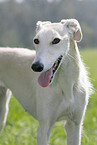 Galgo Espanol Portrait