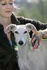 woman and Galgo Espanol