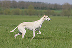 running Galgo Espanol