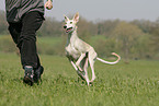 running Galgo Espanol