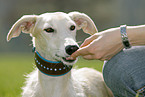 feeding a Galgo Espanol