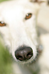 Galgo Espanol nose