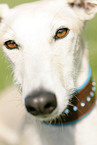 Galgo Espanol eyes