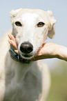 Galgo Espanol Portrait